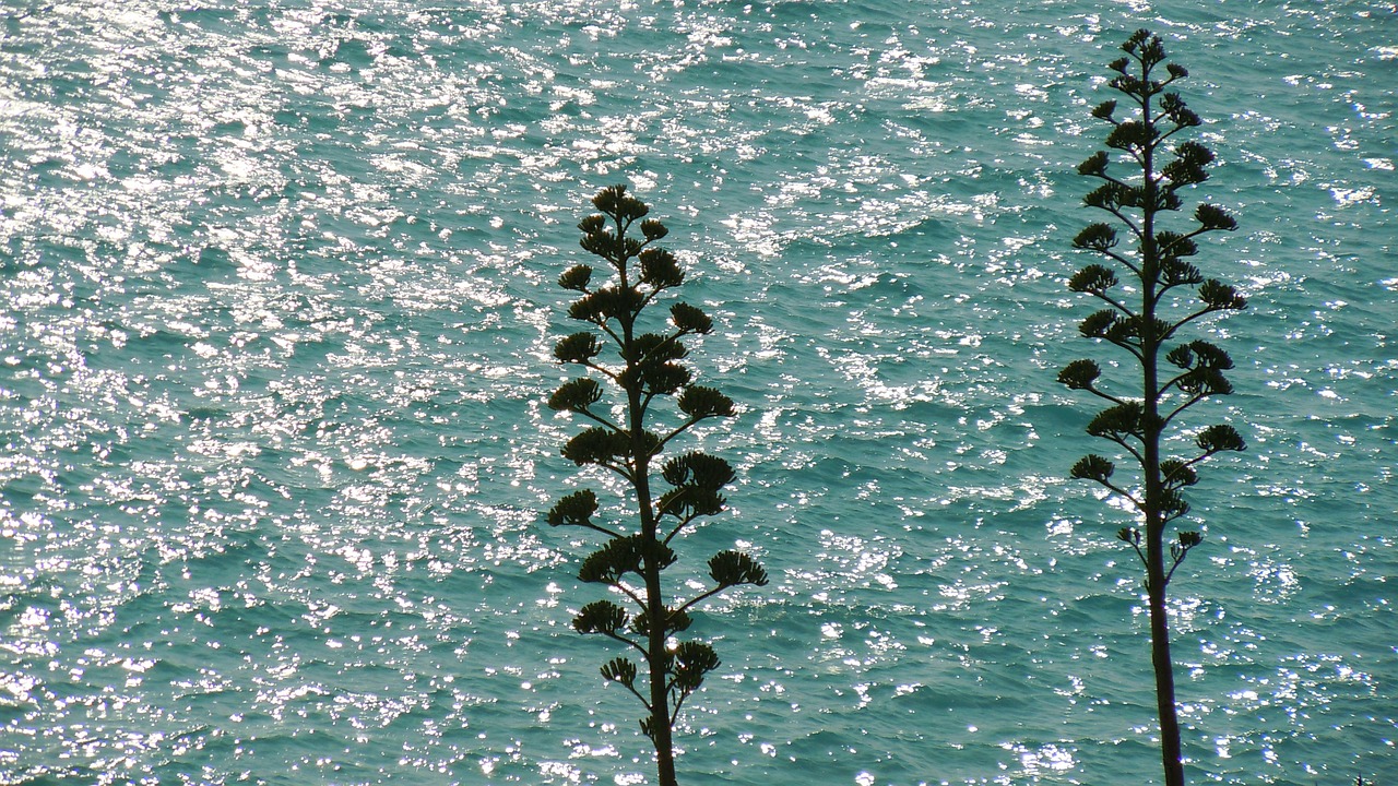 agave ocean sea free photo