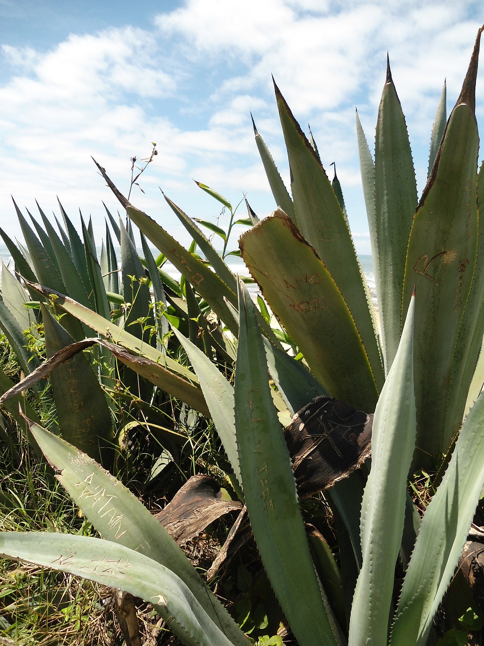 agave plant mar free photo