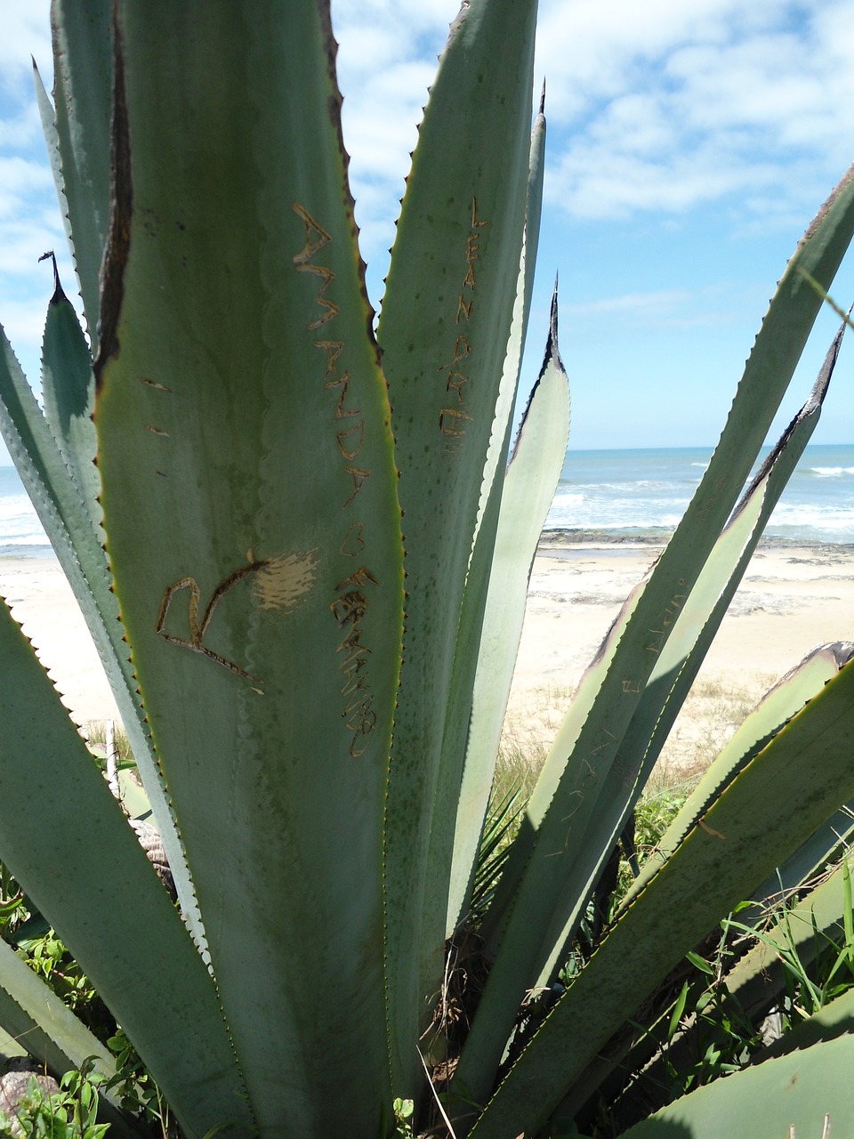 agave plant mar free photo