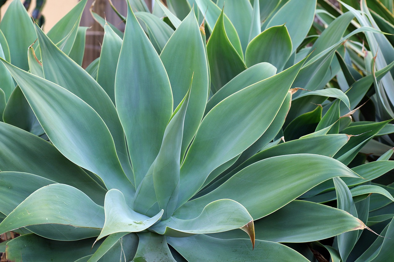 agave tropical plant tenerife free photo