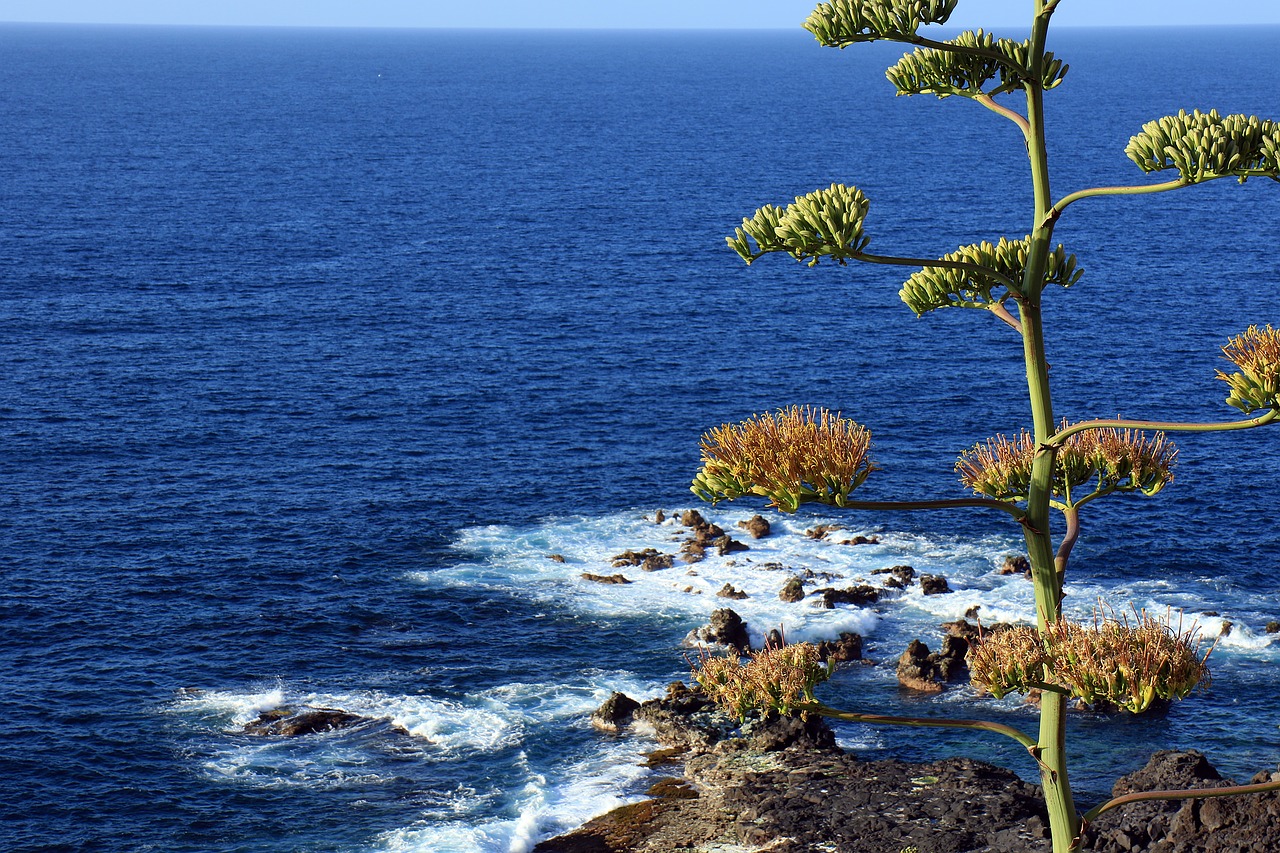 agave agave flower ocean free photo