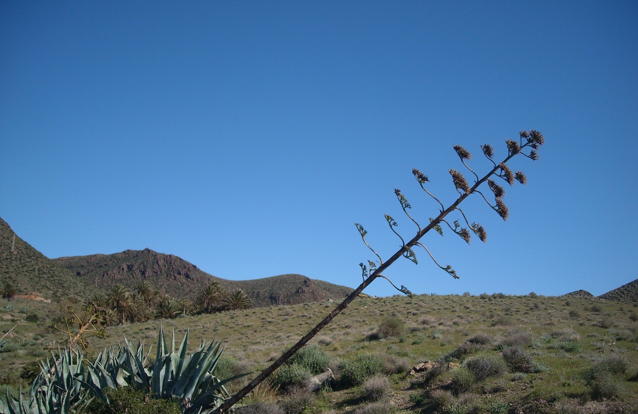 agave agave flower plant free photo