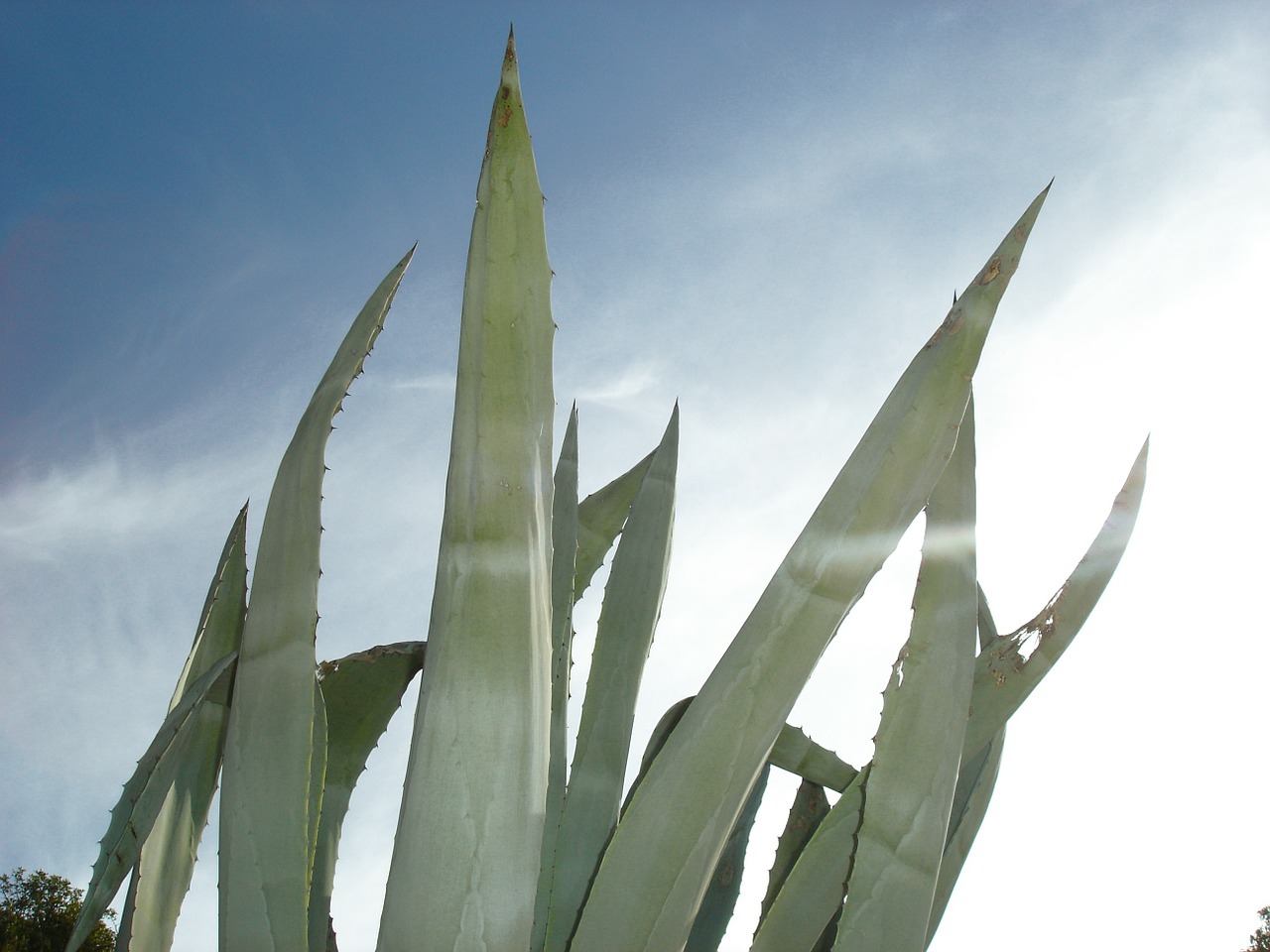 agave cactus liliaceae free photo
