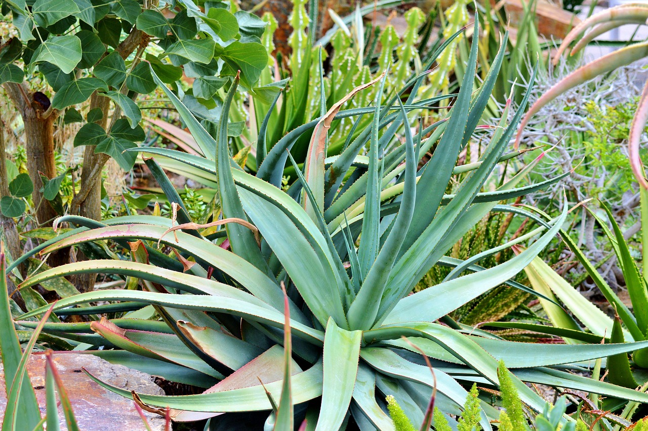 agave cactus succulent free photo