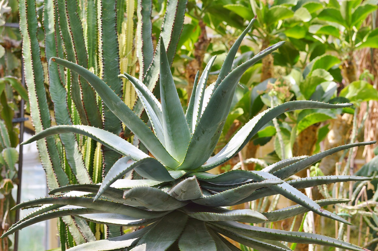 agave cactus succulent free photo