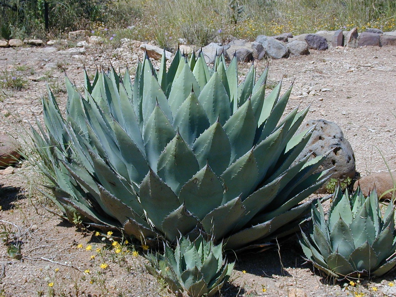 agave agavengewächs plant free photo