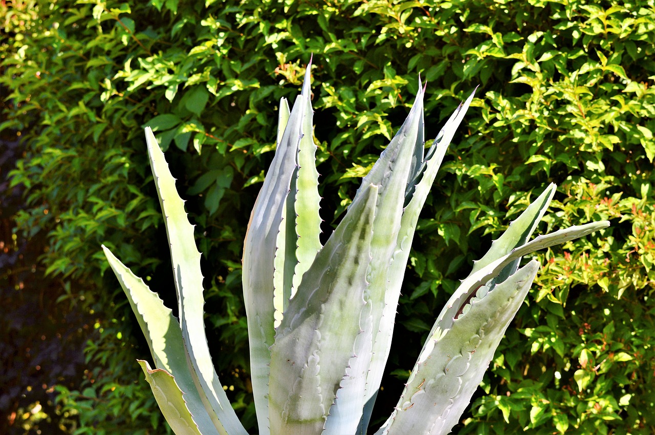 agave cactus spur free photo