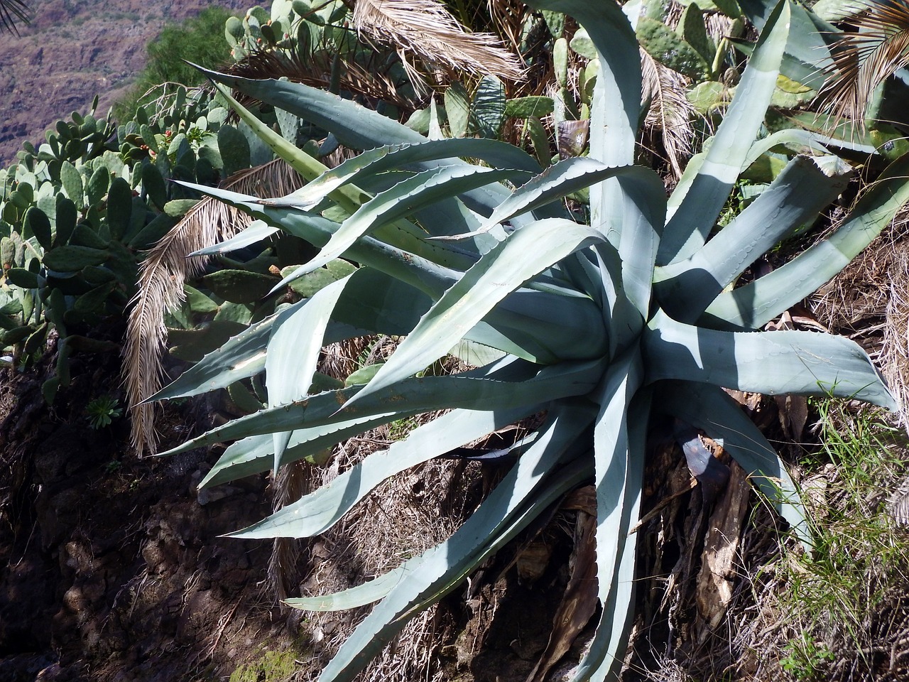 agave cactus plant free photo