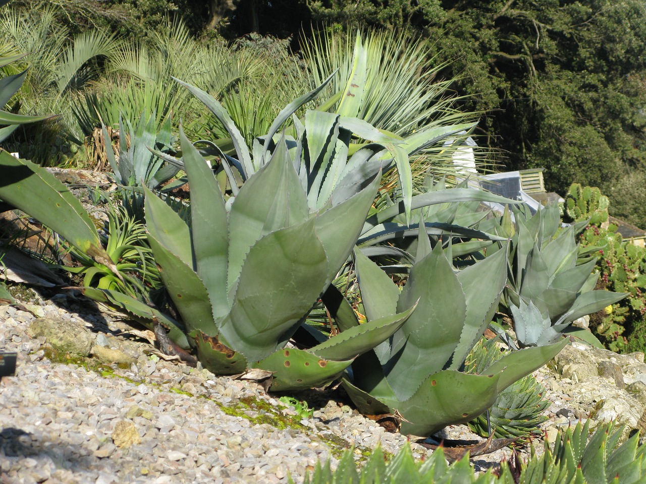 agave plant cactus free photo