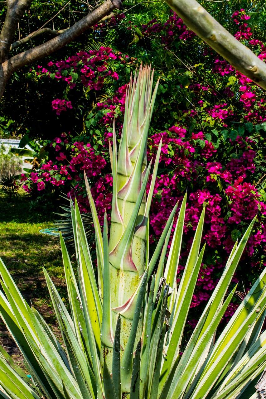agave agave flower nature free photo
