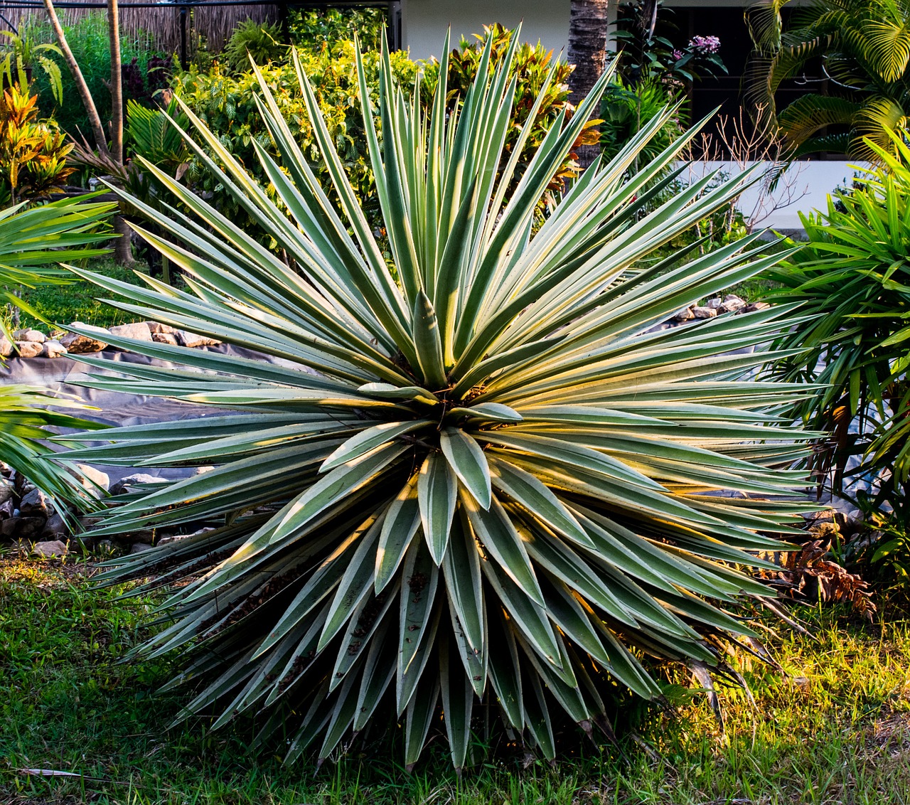 agave plant green free photo