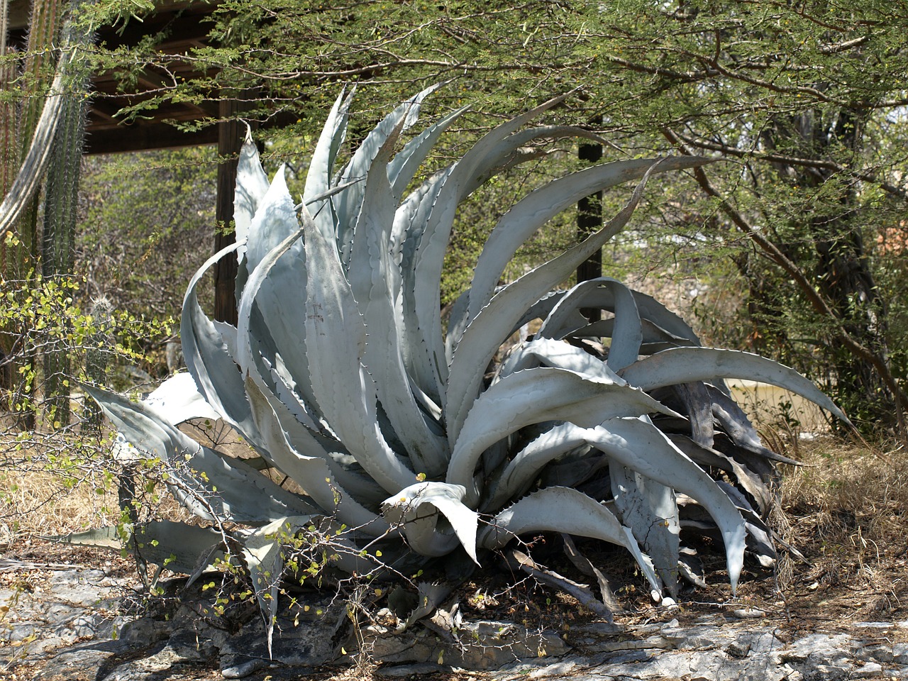 agave plant prickly free photo