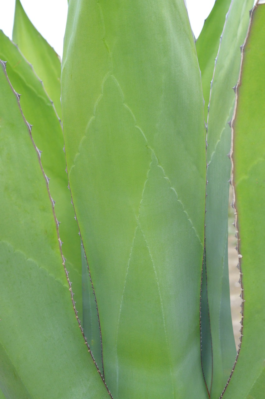 agave  green  plant free photo