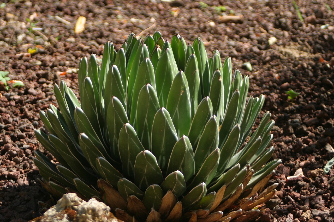 agave  gardens  plants free photo