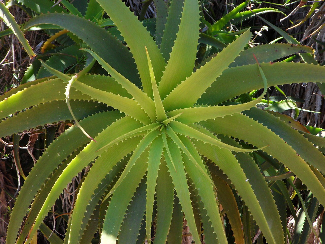 agave green plant free photo