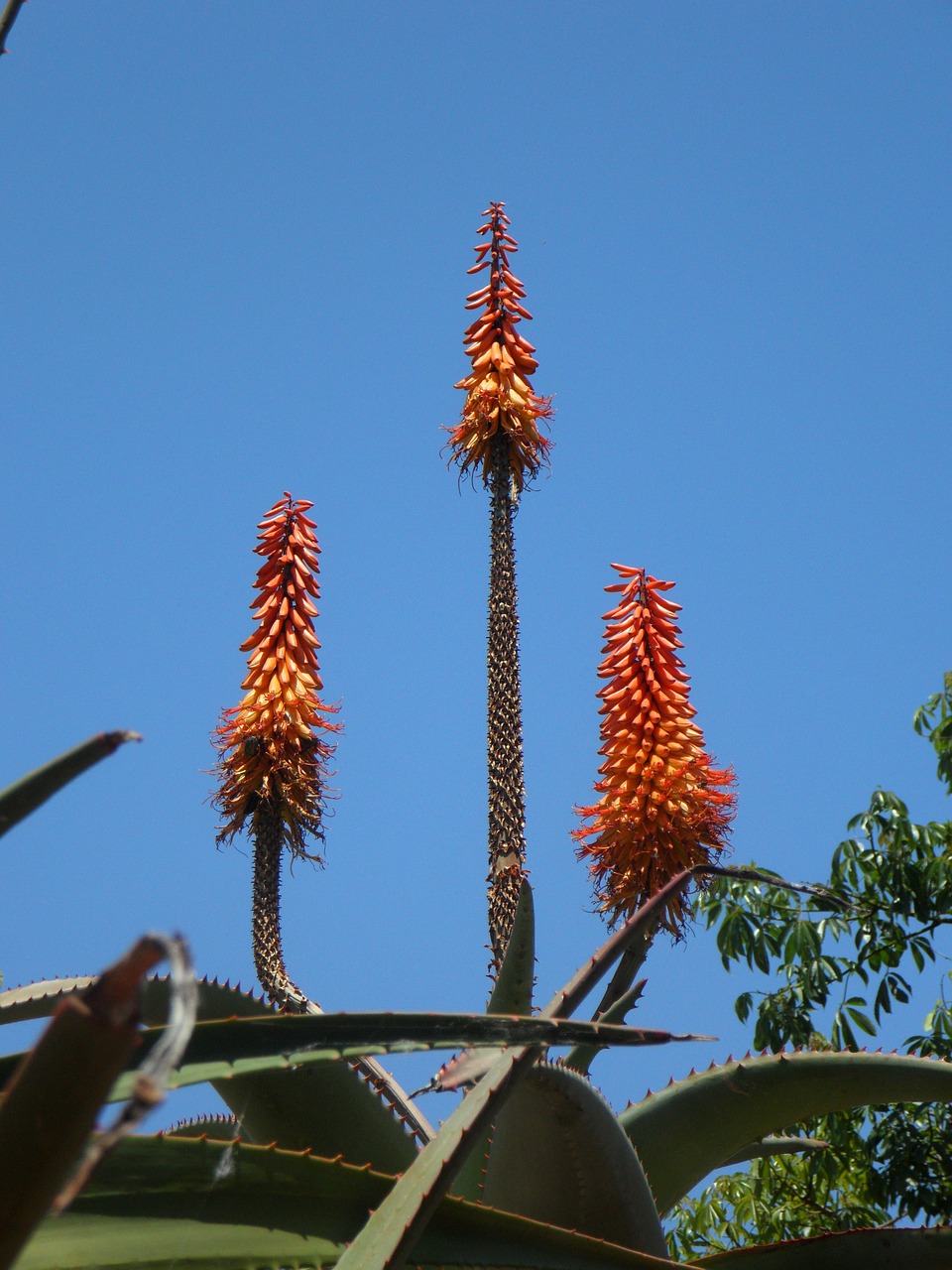 agave inflorescence candles free photo