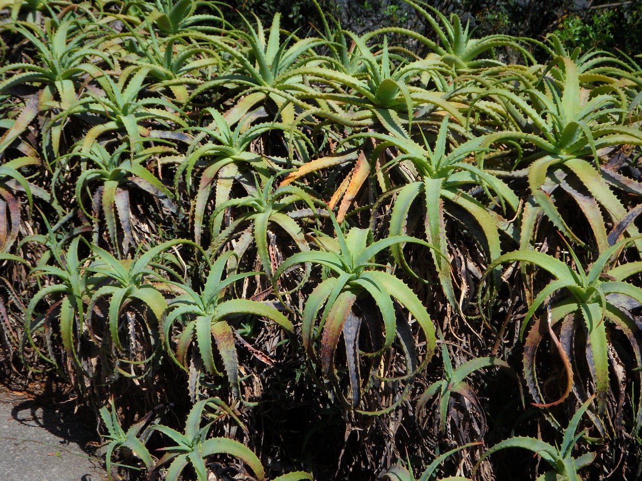 agave aloe plant free photo