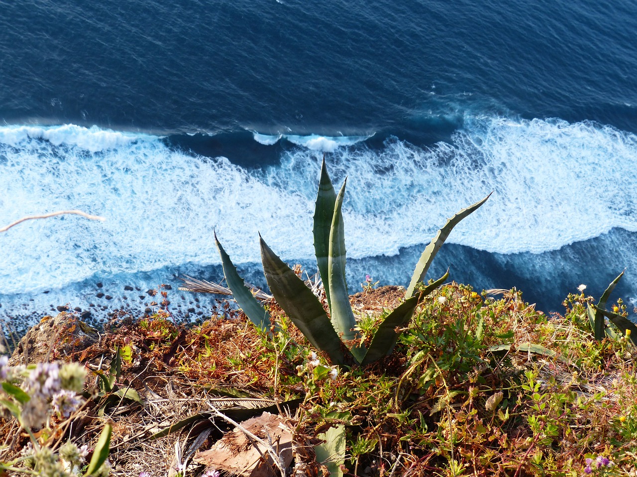 agave cliff sea free photo