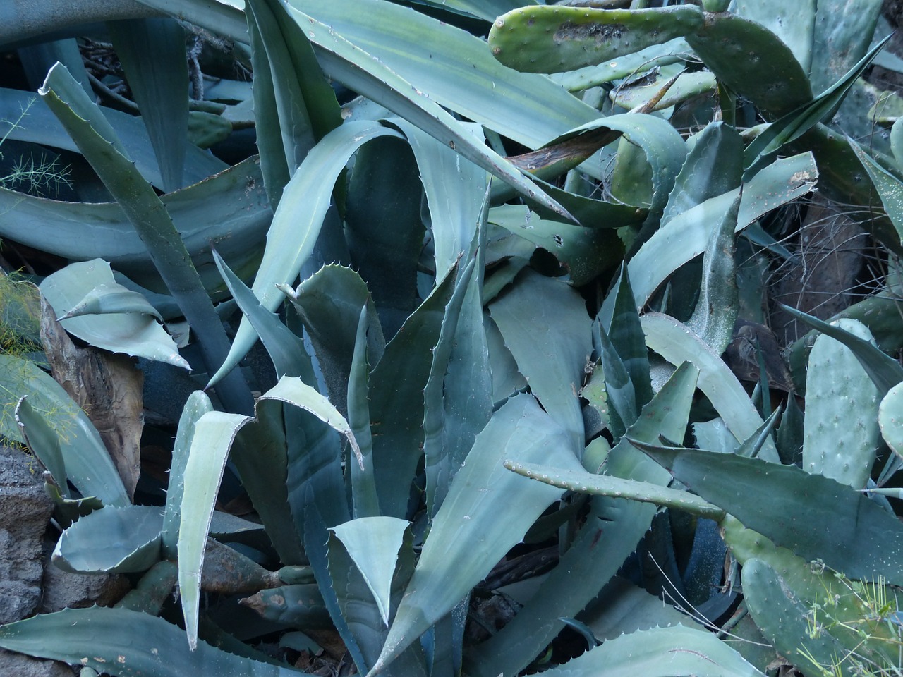 agave leaves spiny free photo