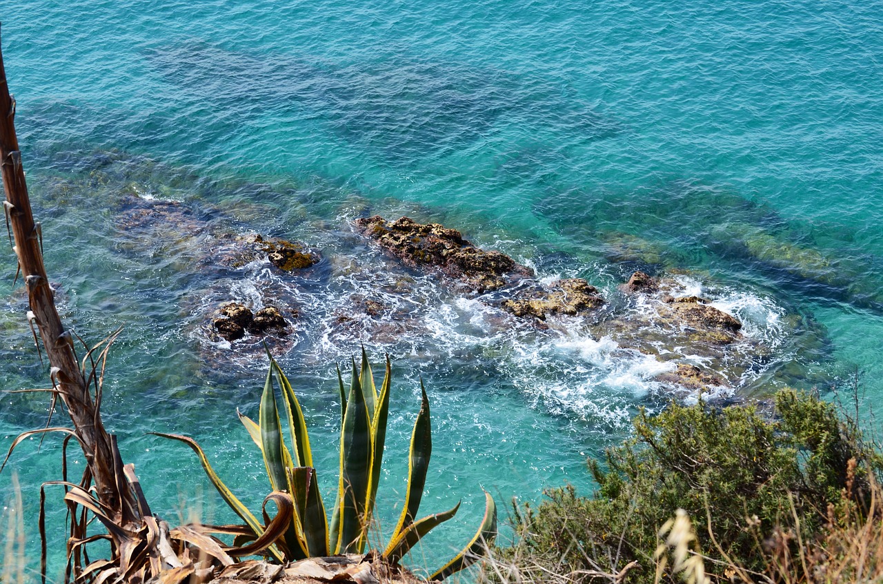 agave sea stones free photo