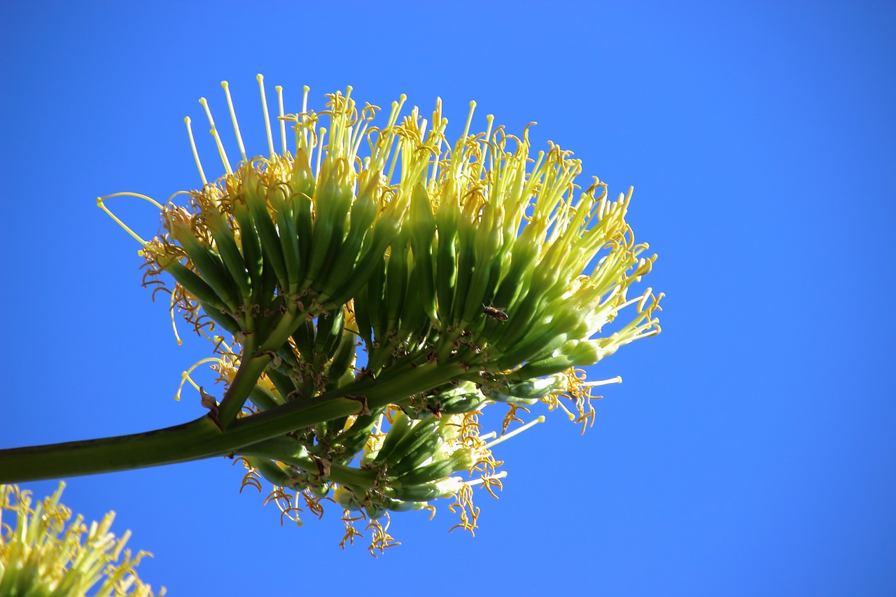agave agave flower blossom free photo