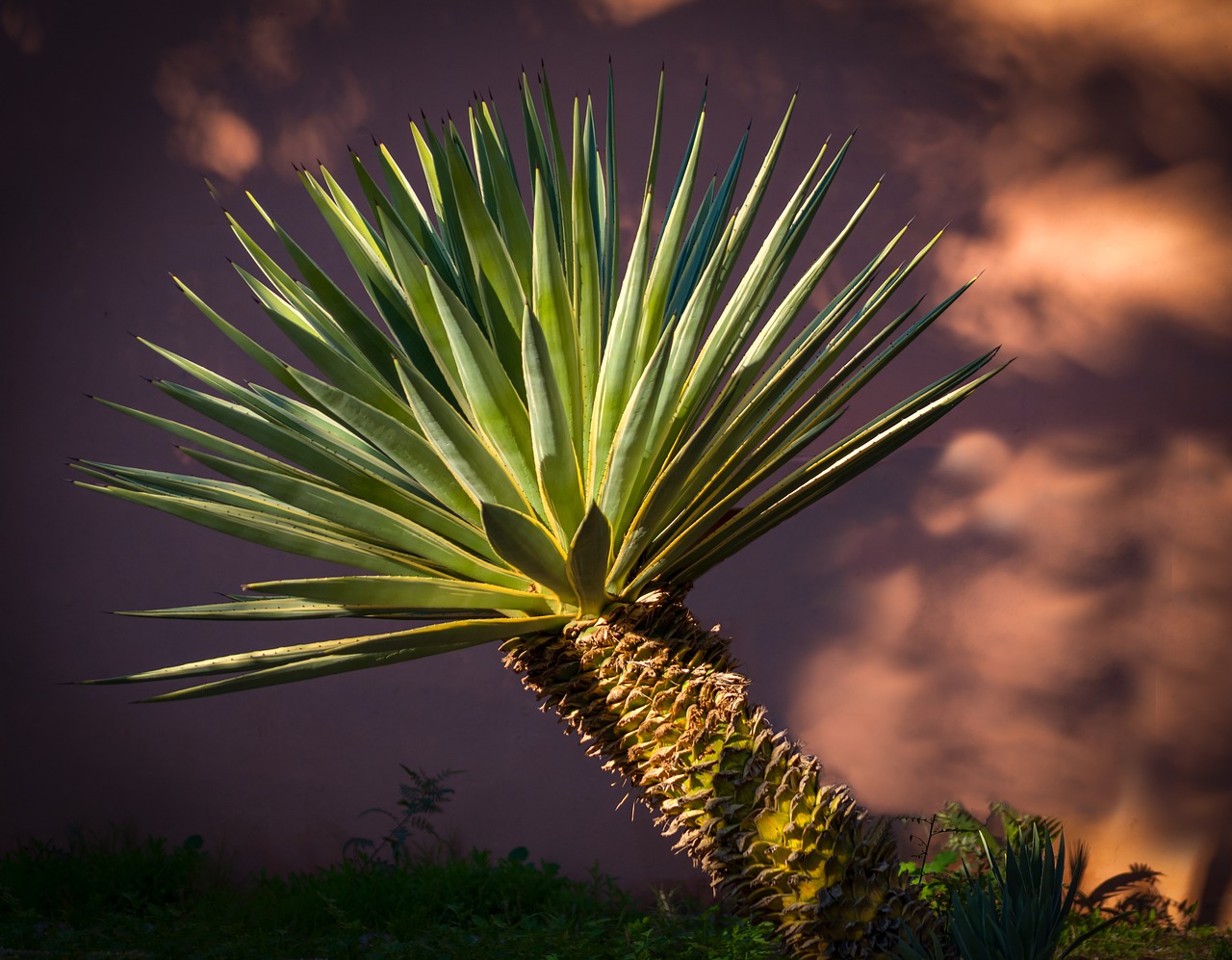 agave  green  flora free photo