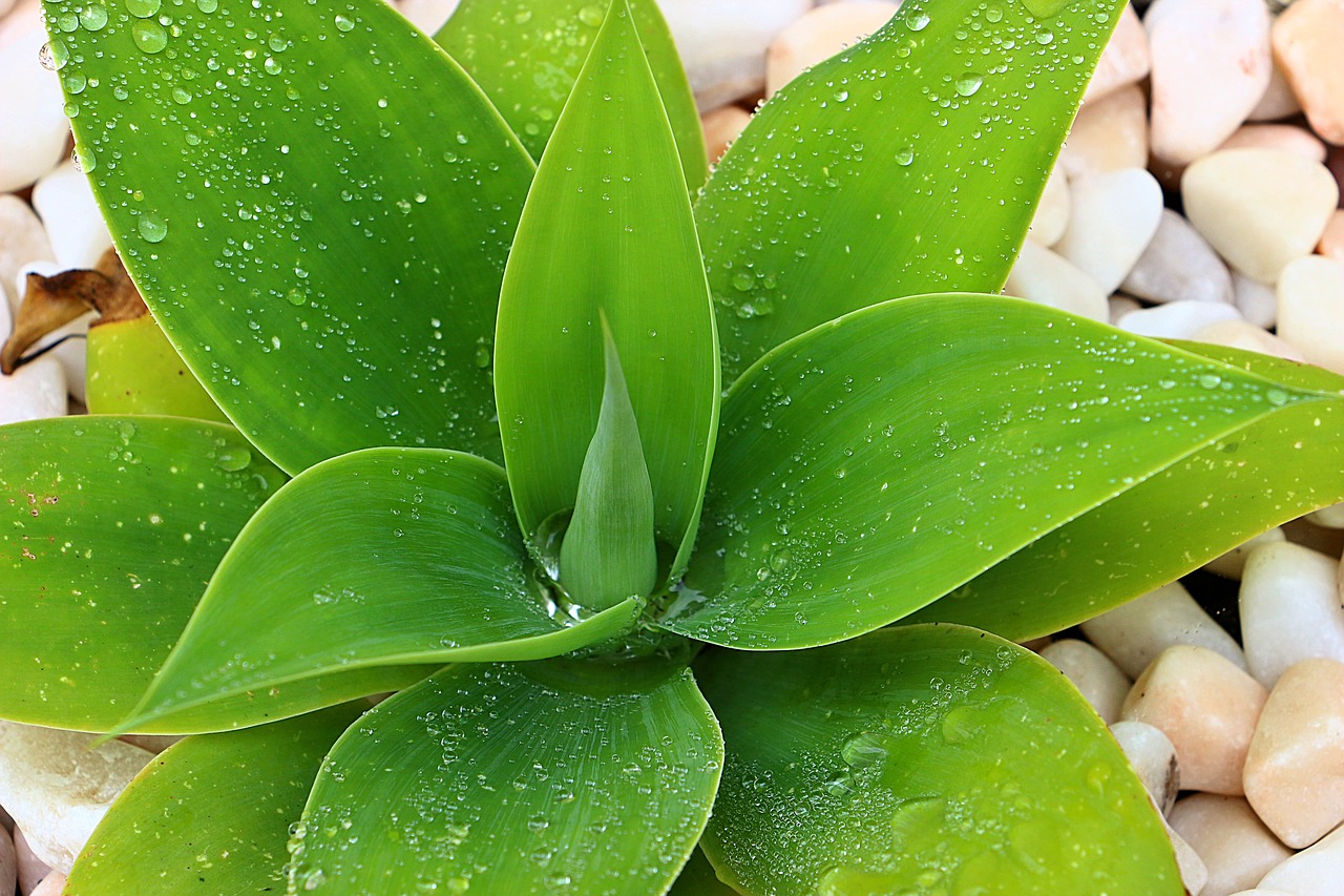 agave  juicy  green free photo