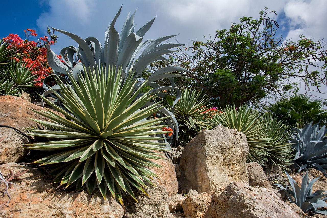 agave plants flowers free photo