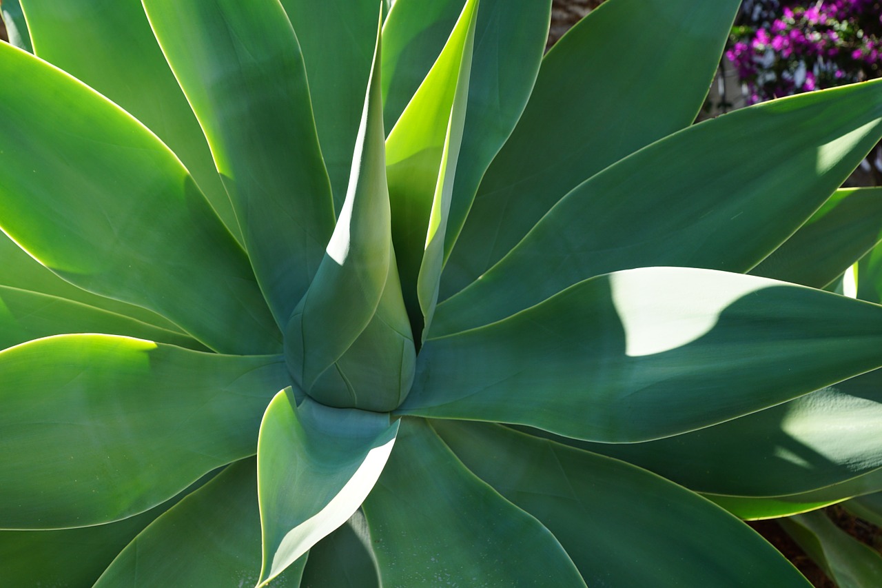 agave plant green free photo