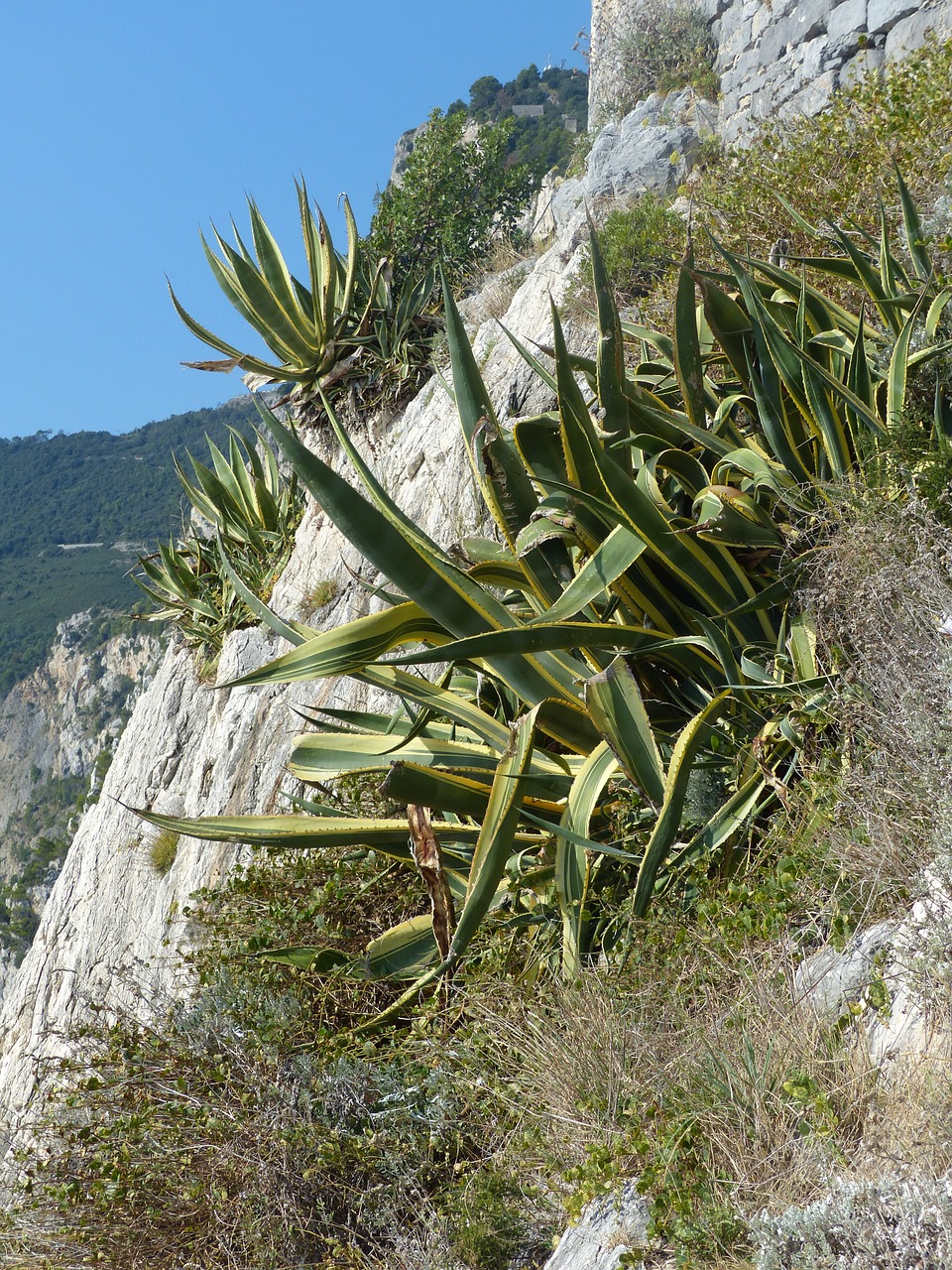 agave rocky coast mediterranean free photo