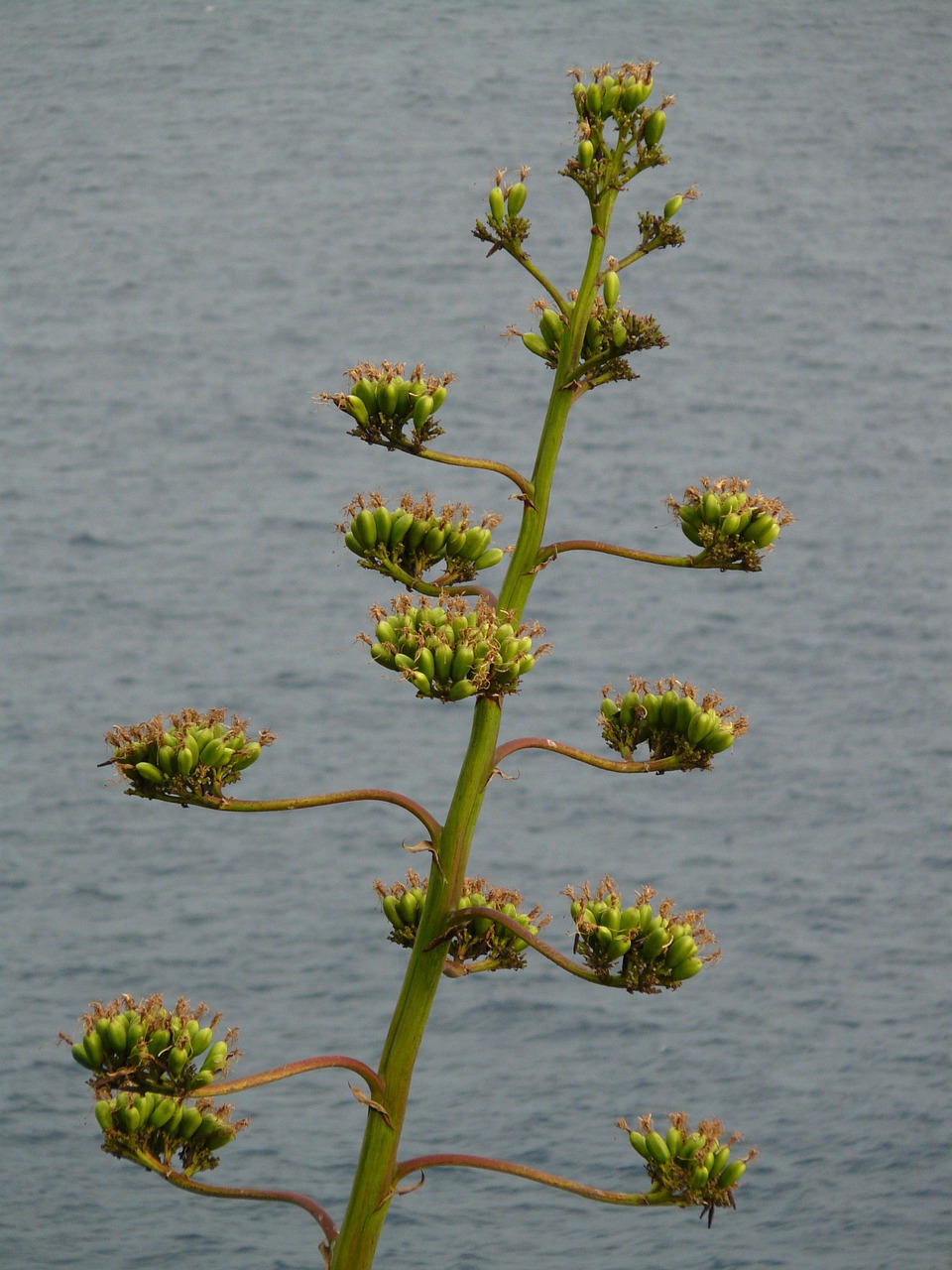 agave plant flower free photo