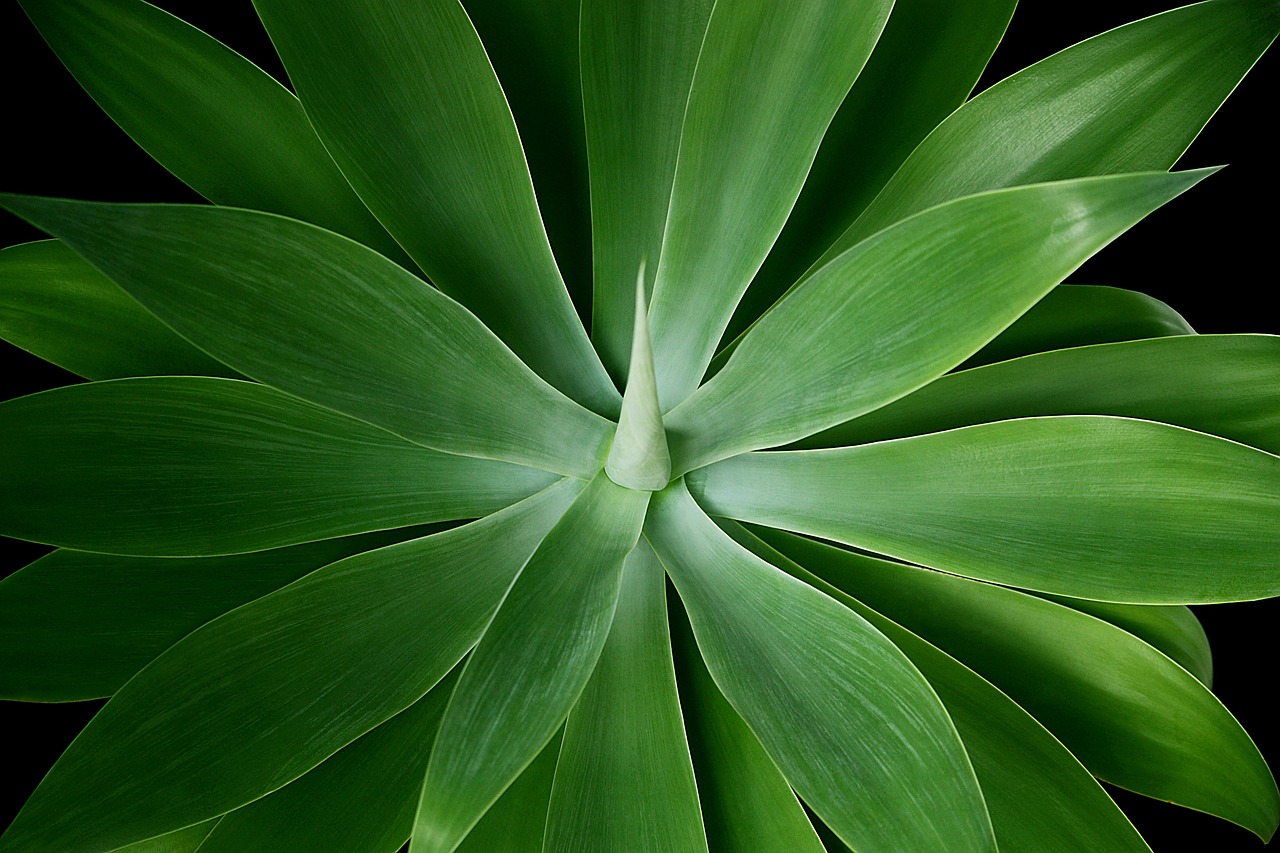 agave attenuata spike plant free photo