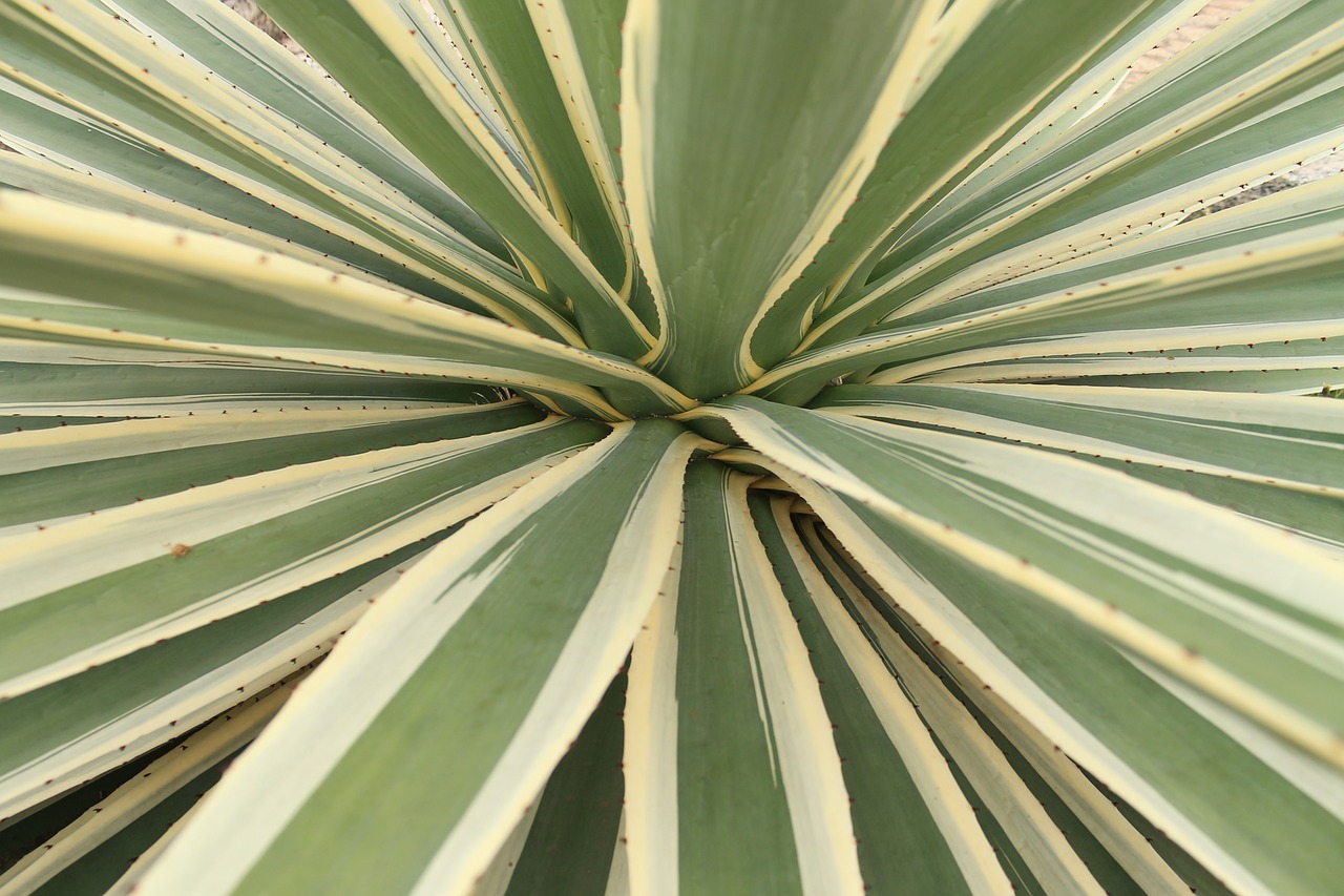 agave cactus leaves plant free photo