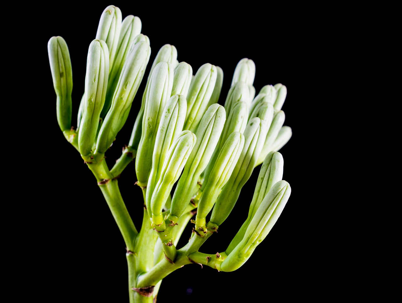 agave flower inflorescence blossom free photo