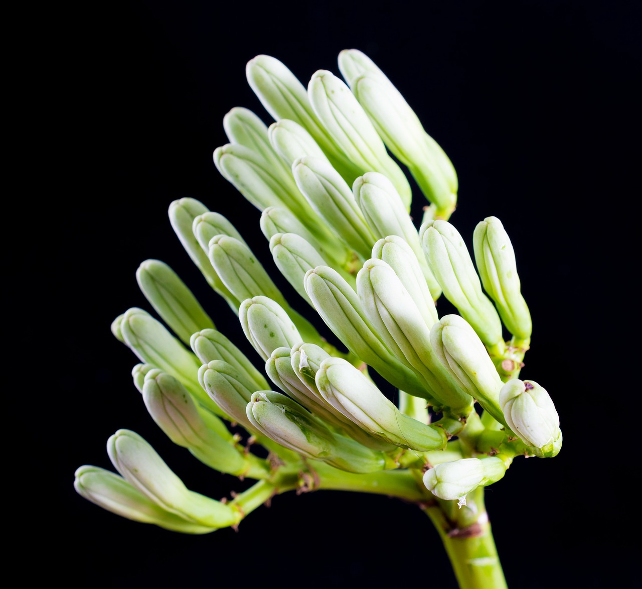 agave flower inflorescence blossom free photo