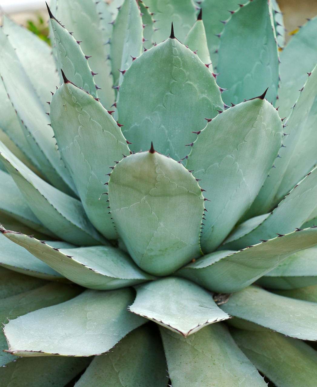 agave parryi succulent thick leaf plant free photo