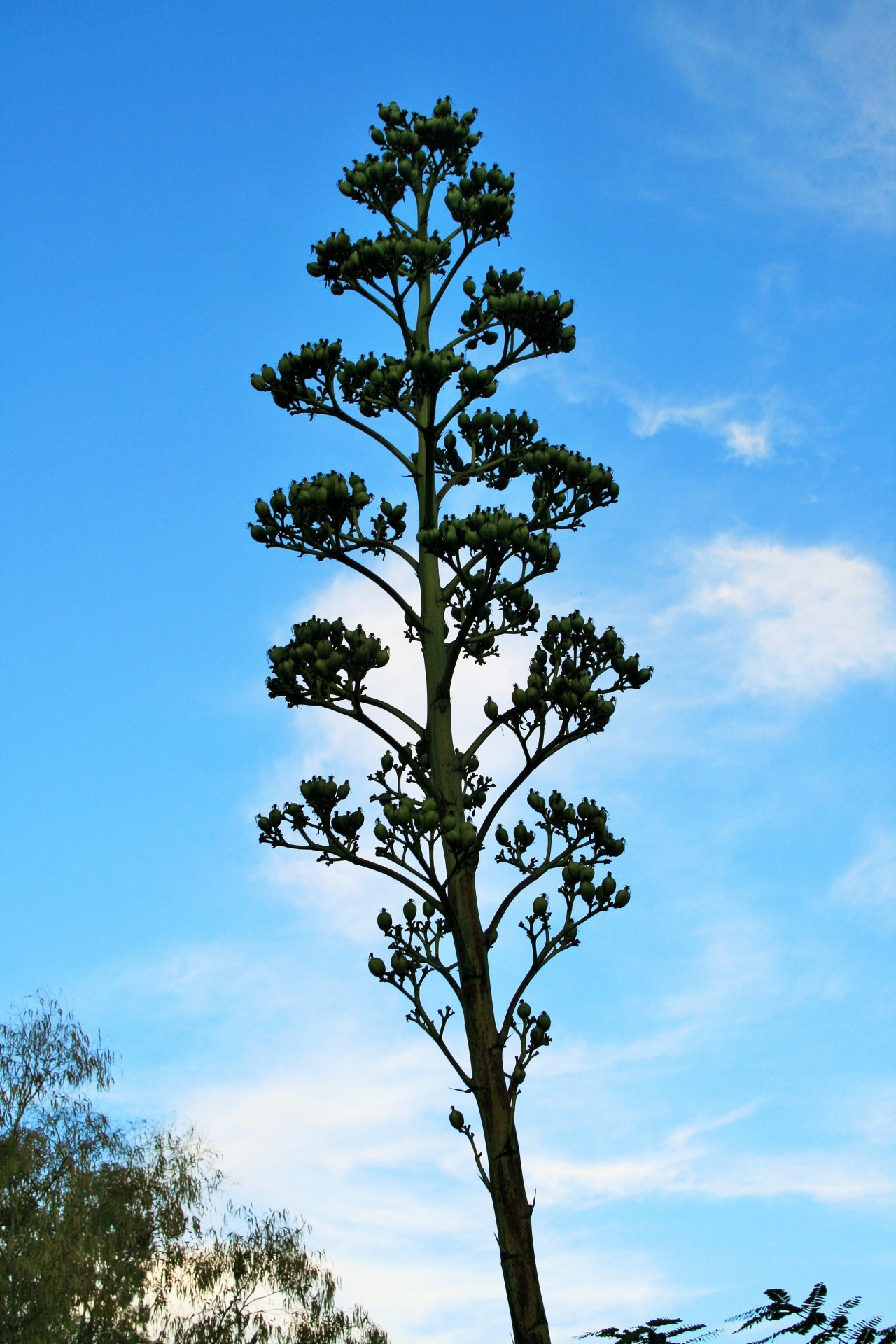 agave plant tall succulent free photo