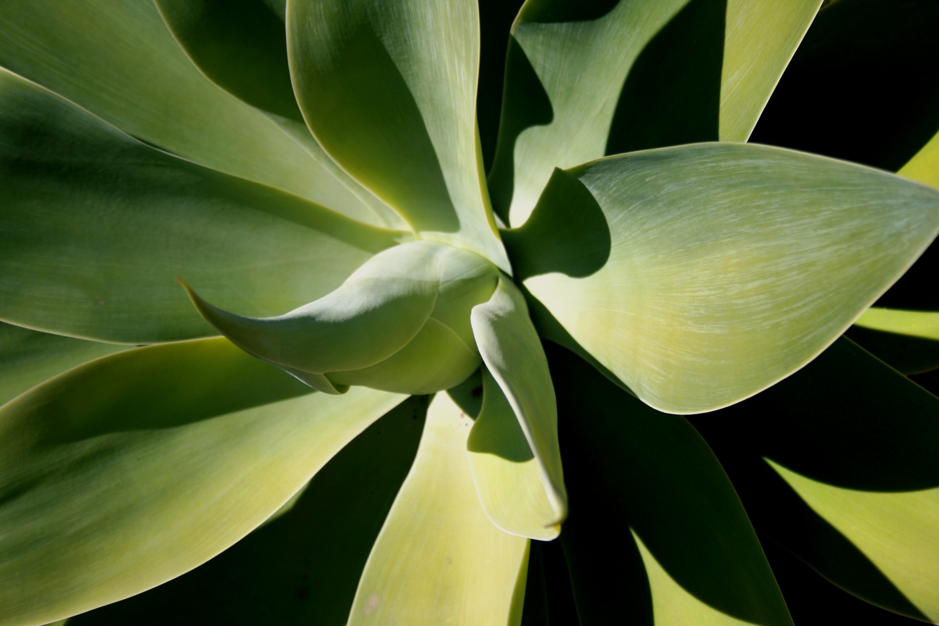 succulent light green leaves free photo