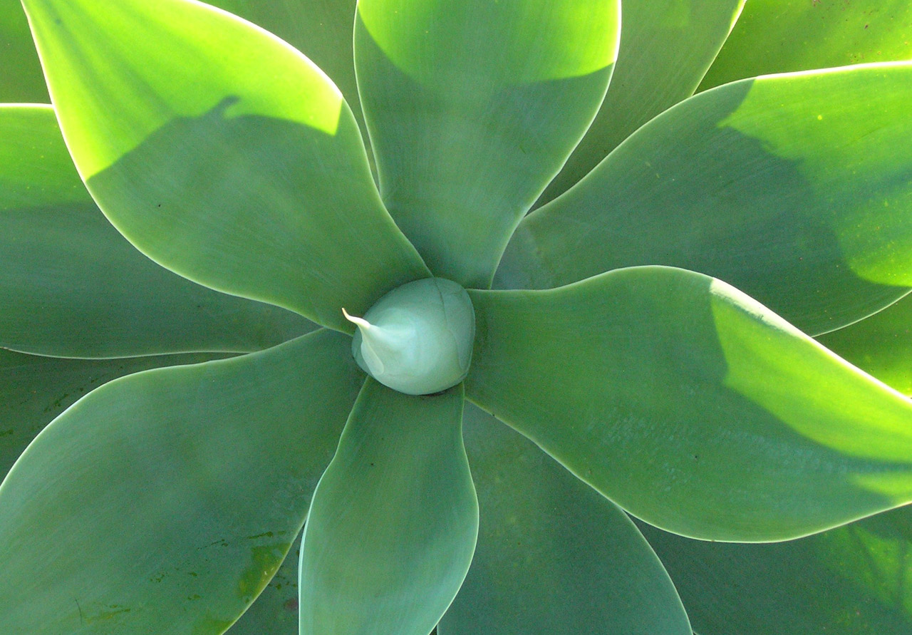 agave green plant free photo
