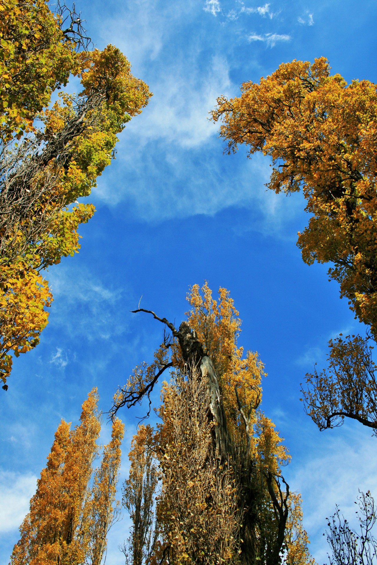 trees poplar tall free photo