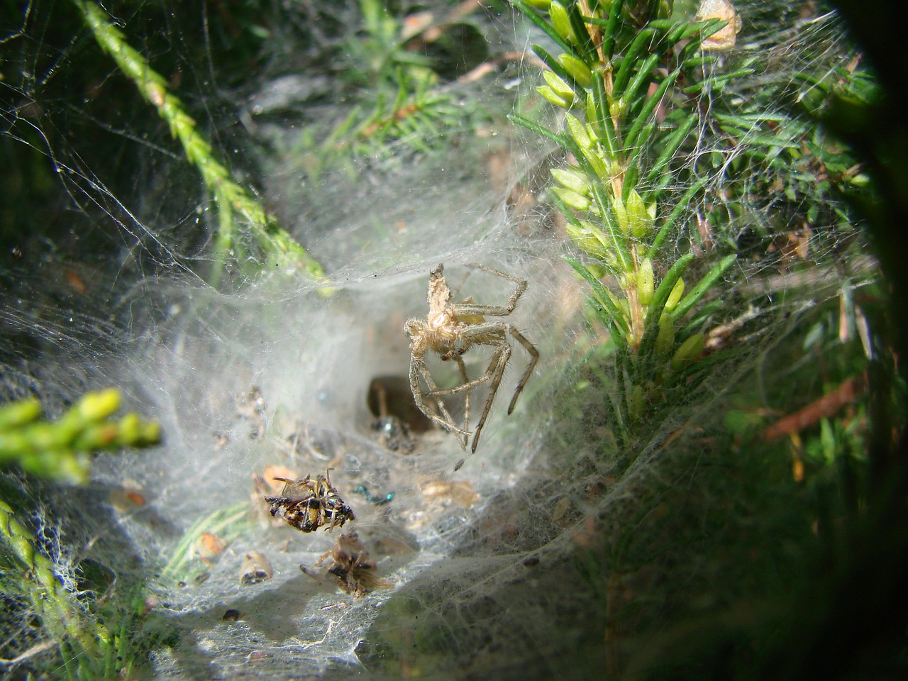 agelenidae spider south west of france canvas shaped tunnel free photo