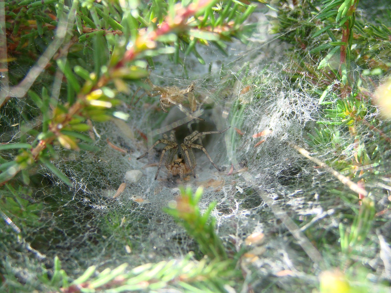 agelenidae spider south west of france canvas shaped tunnel free photo