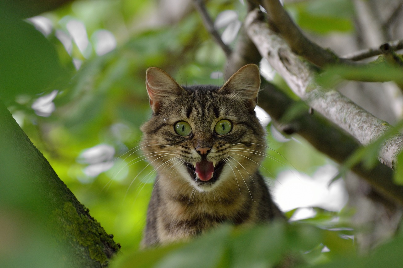 cat aggression emotions free photo