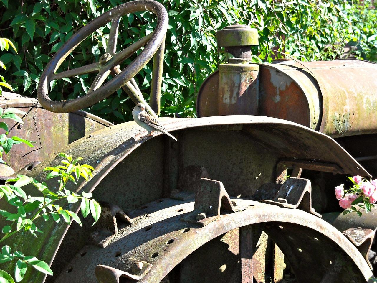 agricultural machinery old rusty free photo