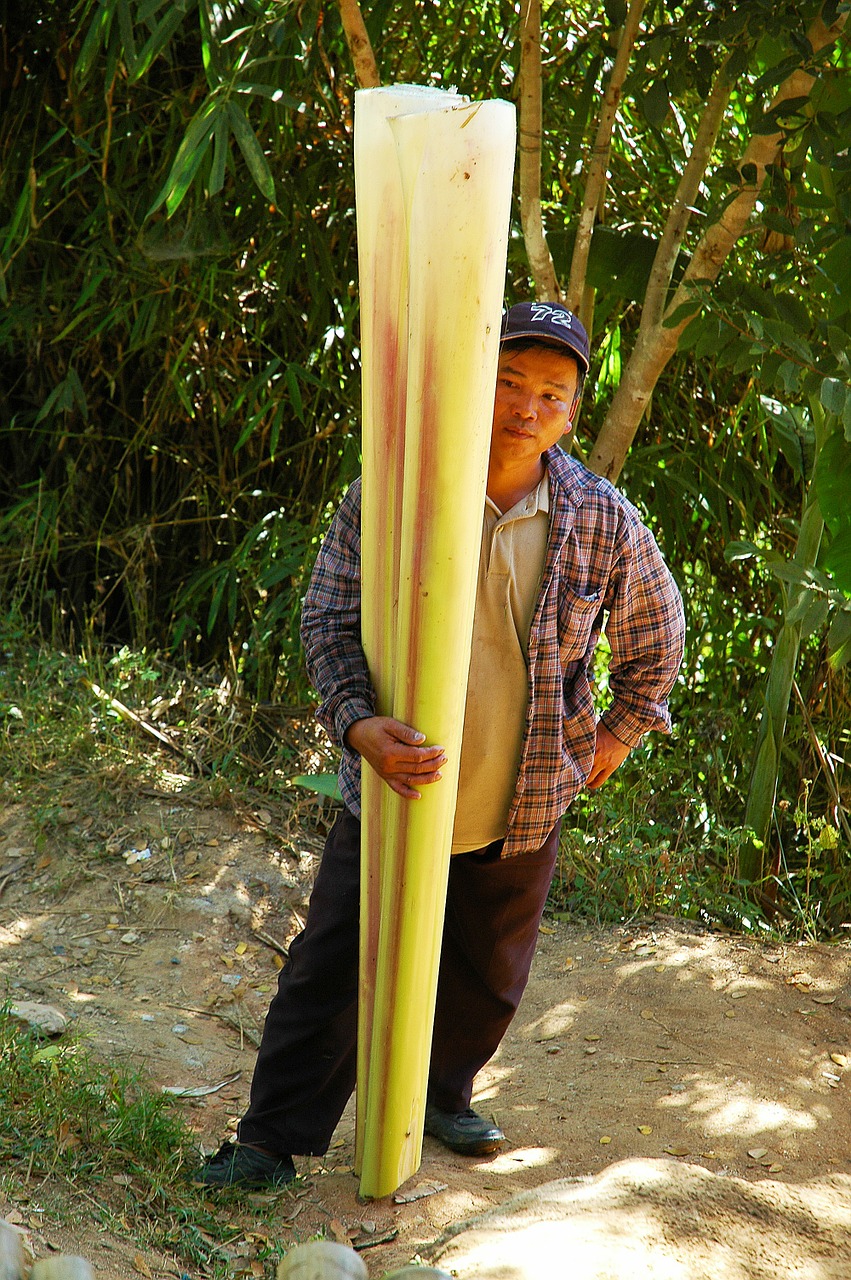 agricultural workers banana root thailand free photo