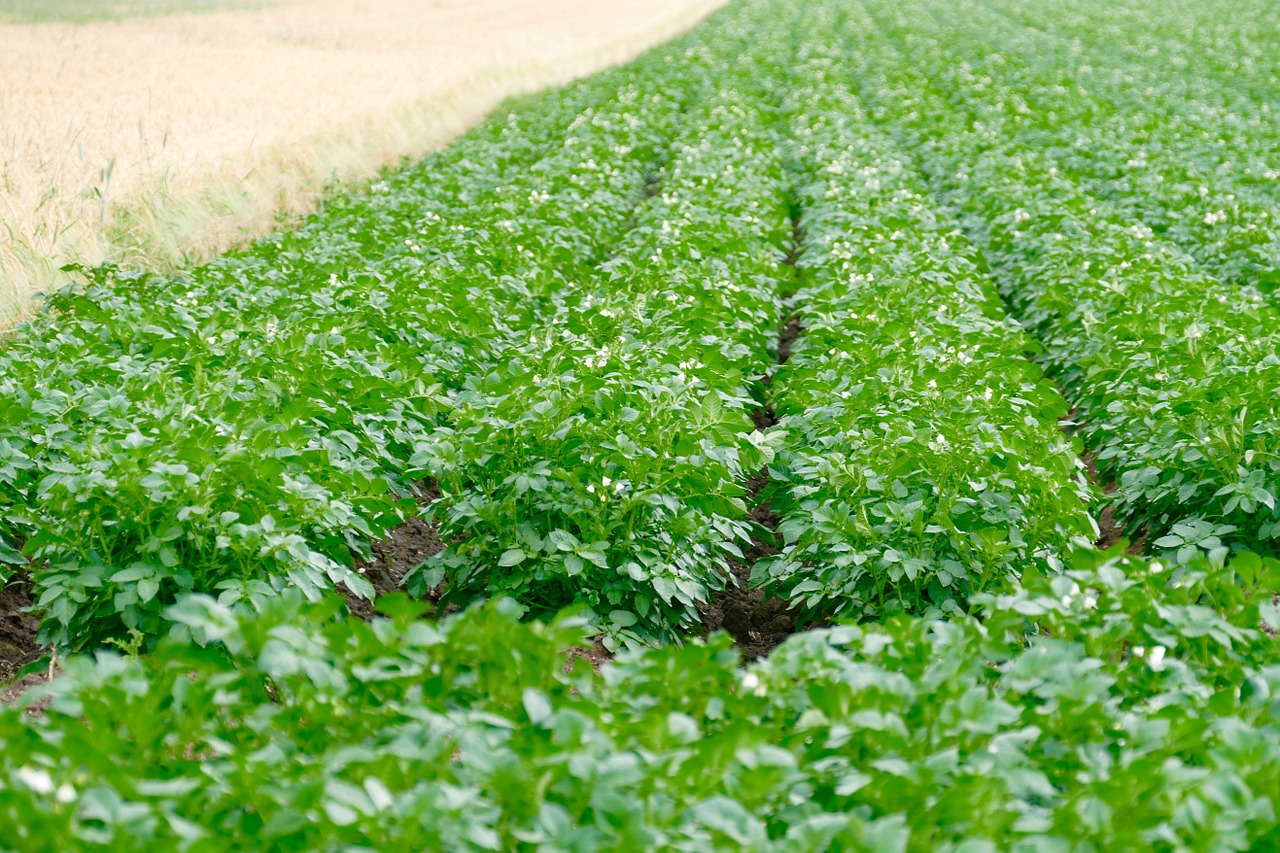 agriculture field potato free photo