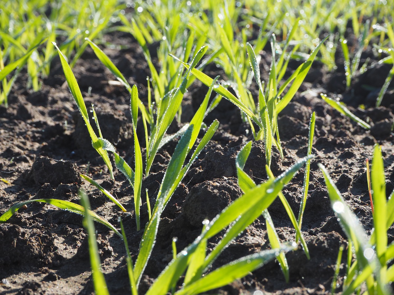 agriculture wheat mark free photo