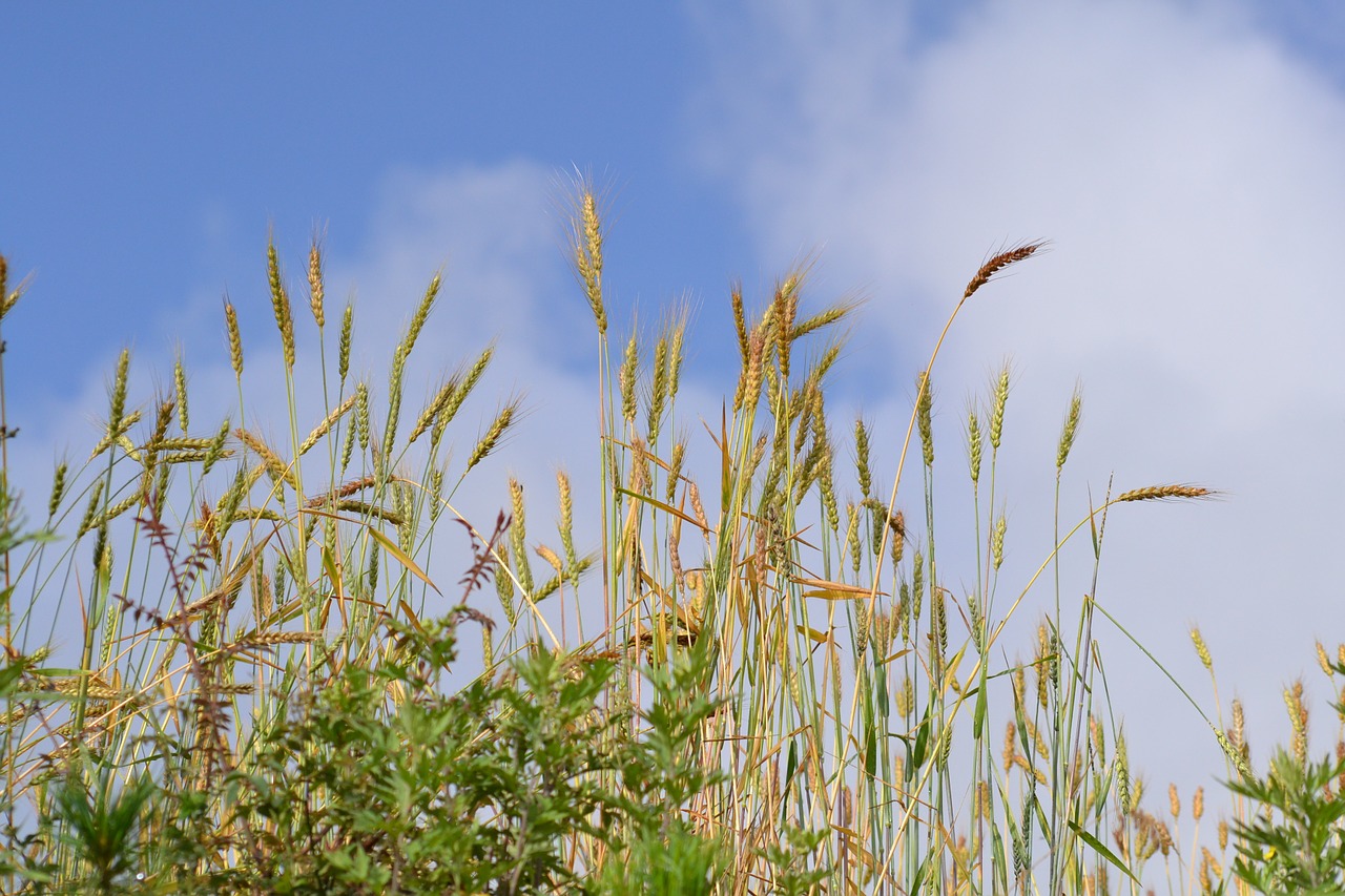 agriculture crop wheat free photo