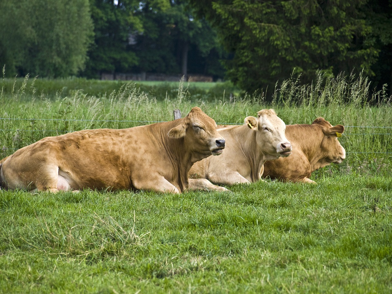 agriculture animals cattle free photo