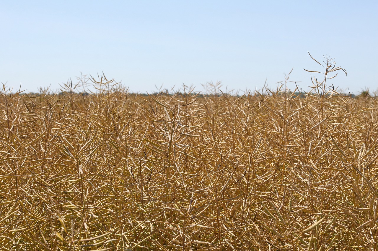 agriculture blue bread free photo